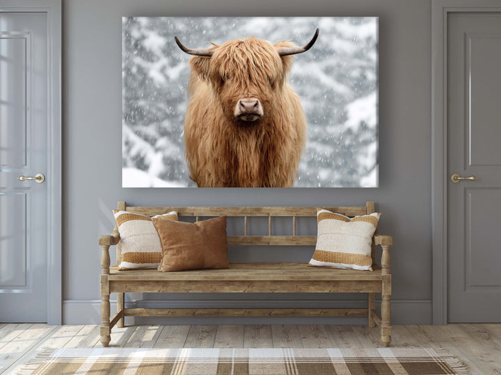 SNOWY HIGHLAND COW