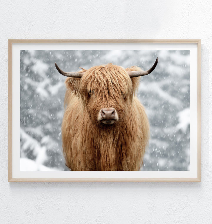 SNOWY HIGHLAND COW