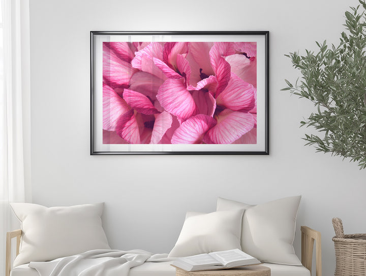 AUSSIE PINK HIBISCUS