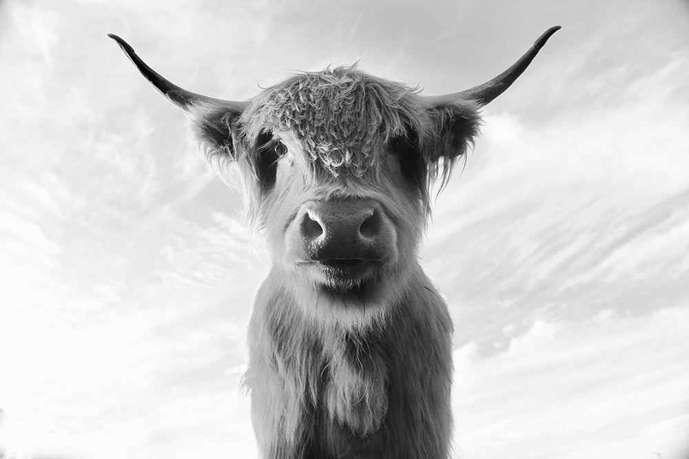 BILLY BOB THE HIGHLAND COW BLACK & WHITE