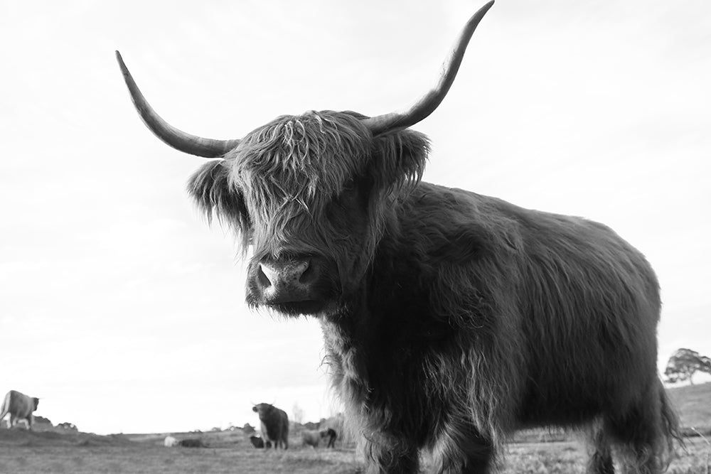FRANK THE HIGHLAND COW BLACK AND WHITE