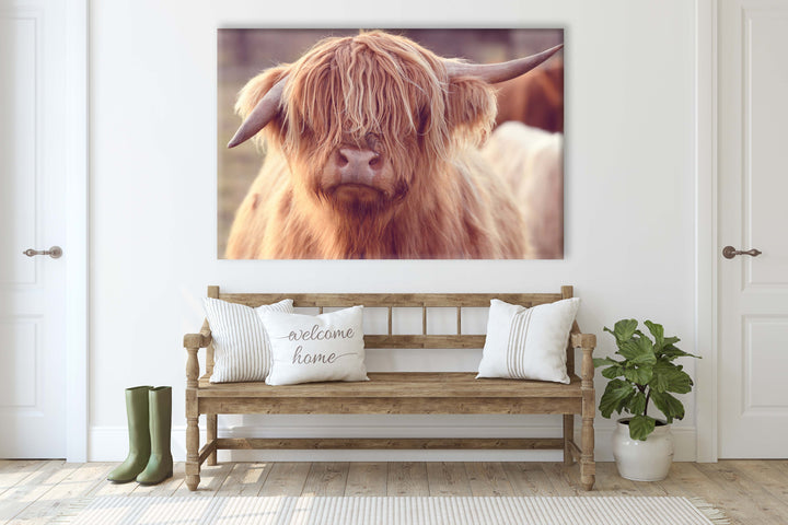 RUTH THE HIGHLAND COW