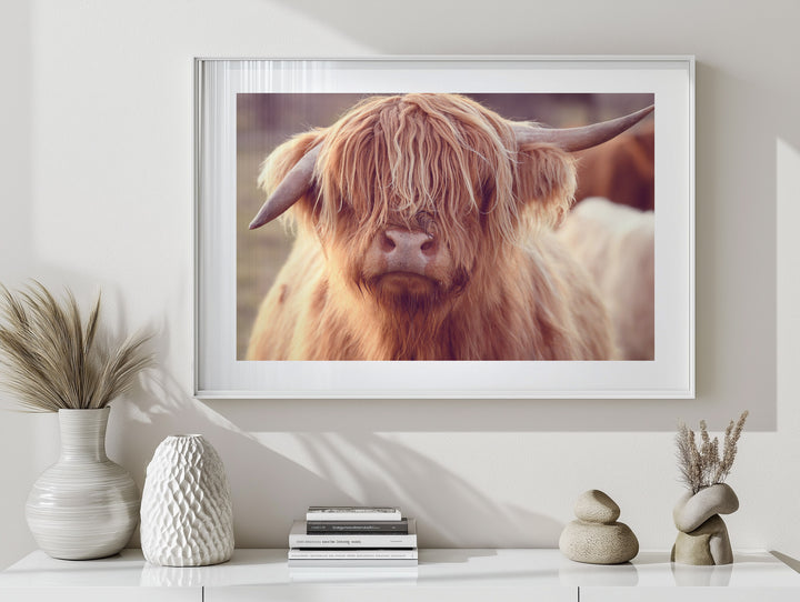 RUTH THE HIGHLAND COW
