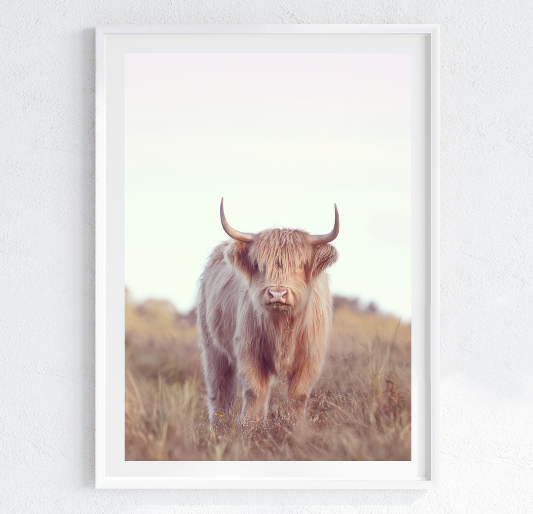 DIXIE THE HIGHLAND COW