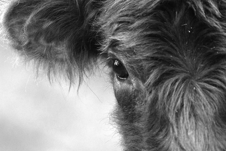 MARCEL BLACK AND WHITE