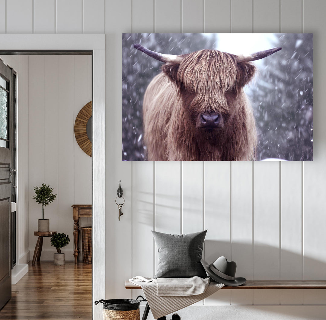 SNOWY HIGHLAND COW II