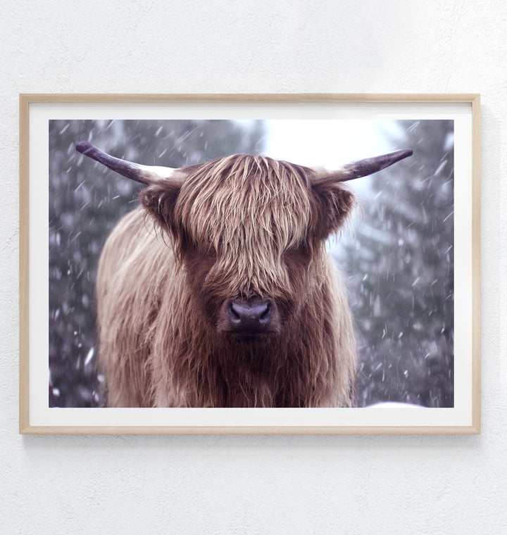 SNOWY HIGHLAND COW II