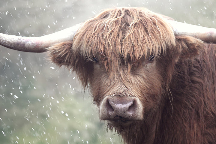 GUS THE HIGHLAND COW