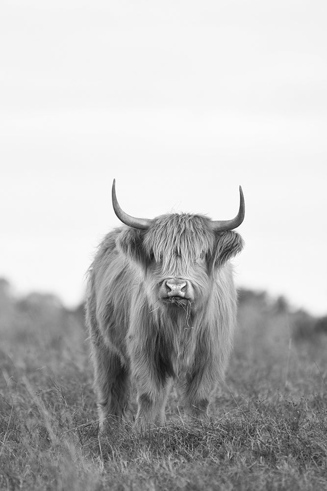 DIXIE THE HIGHLAND COW BLACK AND WHITE