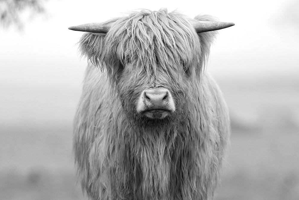 HUGH THE HIGHLAND COW BLACK AND WHITE