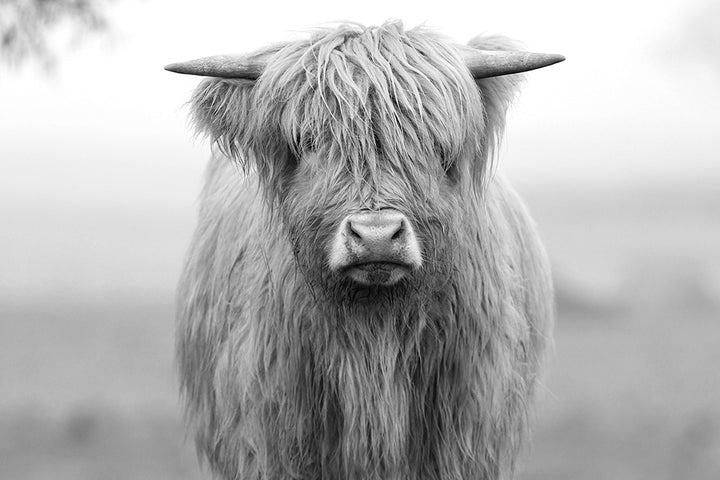 HUGH THE HIGHLAND COW BLACK AND WHITE