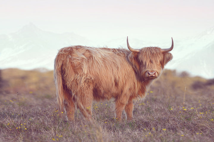 DIXIE THE HIGHLAND COW II
