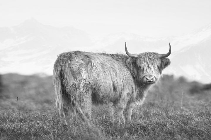 DIXIE THE HIGHLAND COW II BLACK AND WHITE