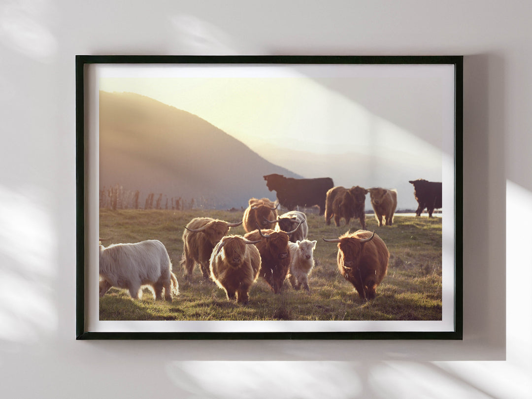THE HIGHLAND RACE