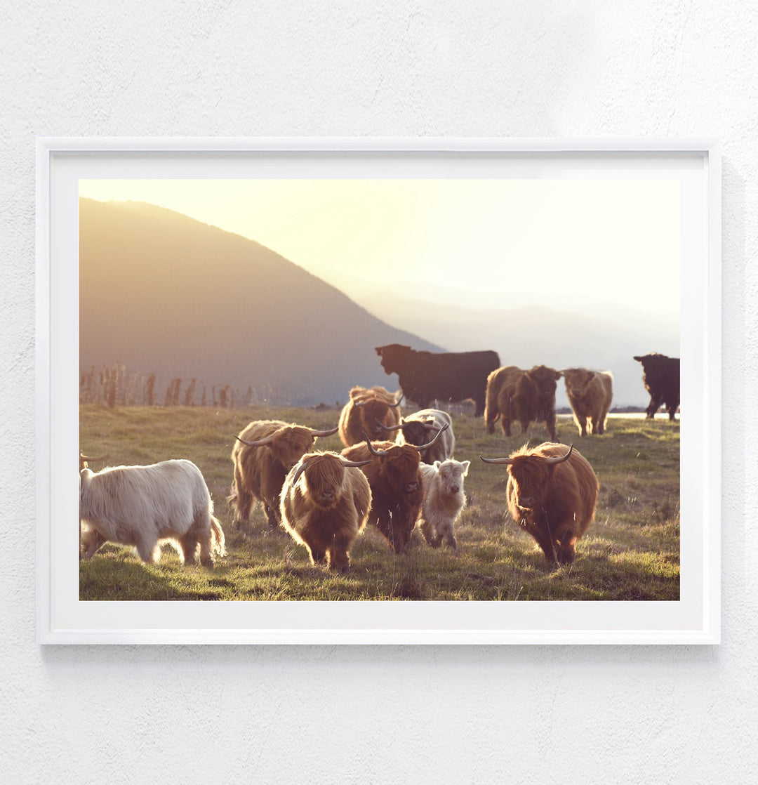 THE HIGHLAND RACE