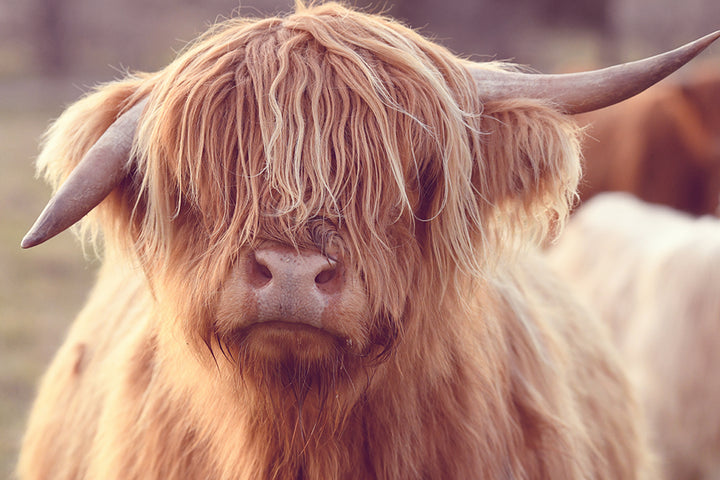 RUTH THE HIGHLAND COW