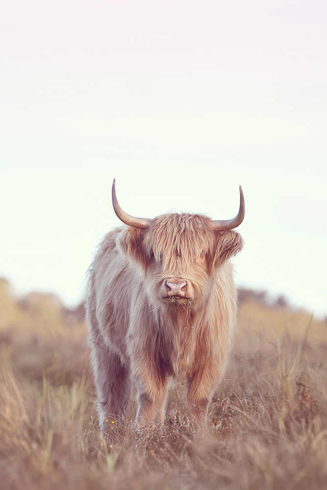 DIXIE THE HIGHLAND COW