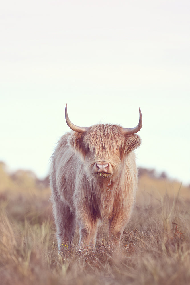 SET OF 2 - DAISY THE HIGHLAND COW
