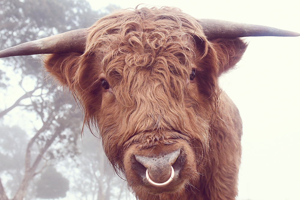 RINGO THE HIGHLAND COW