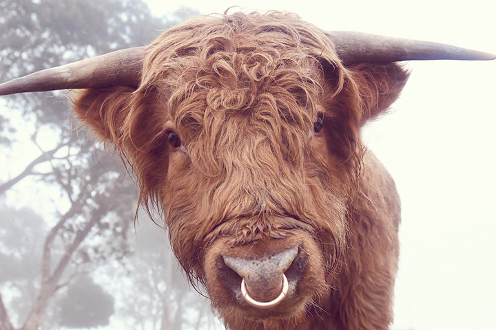 RINGO THE HIGHLAND COW