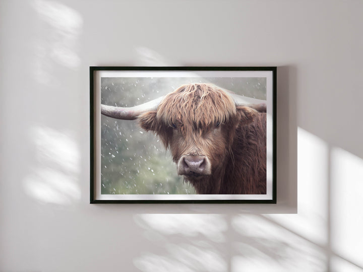 GUS THE HIGHLAND COW