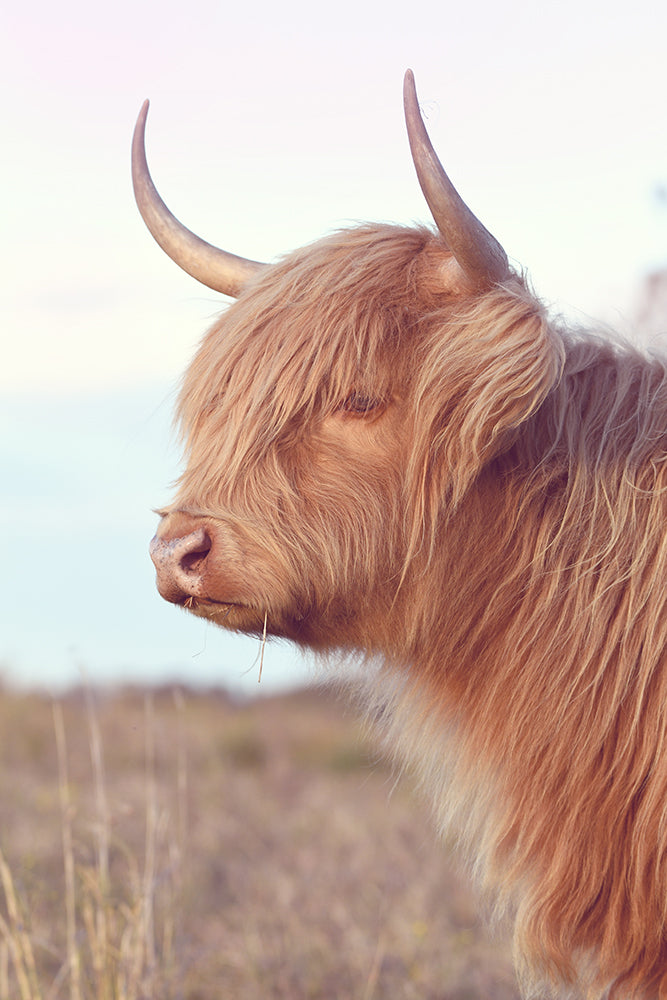 SET OF 2 - DAISY THE HIGHLAND COW