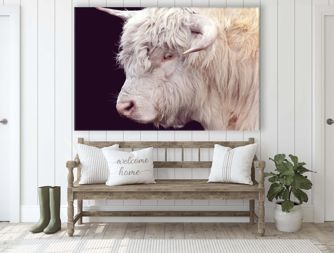 ARTHUR THE HIGHLAND COW