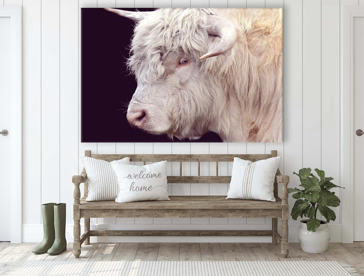 ARTHUR THE HIGHLAND COW