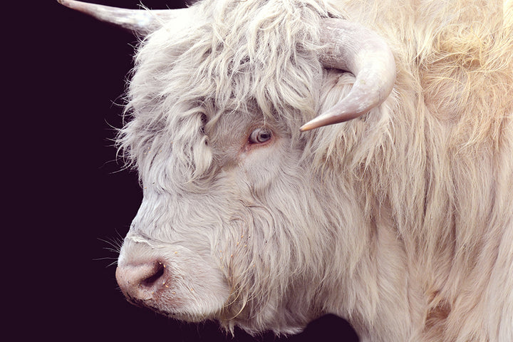 ARTHUR THE HIGHLAND COW