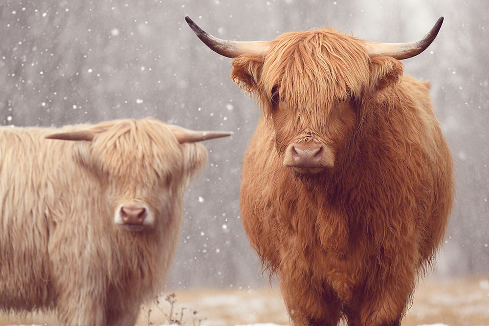 THE HIGHLAND BROTHERS
