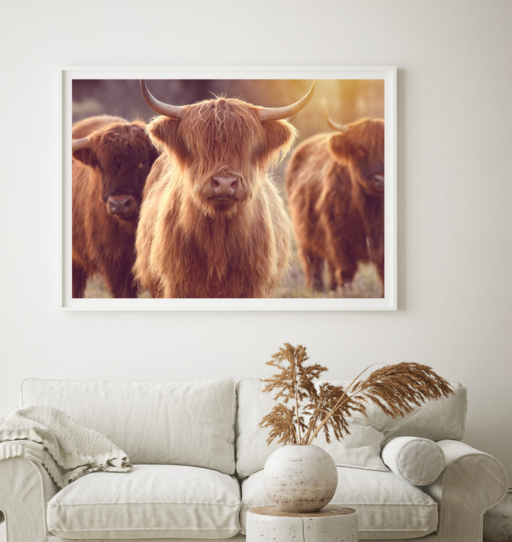 ANGEL THE HIGHLAND COW II
