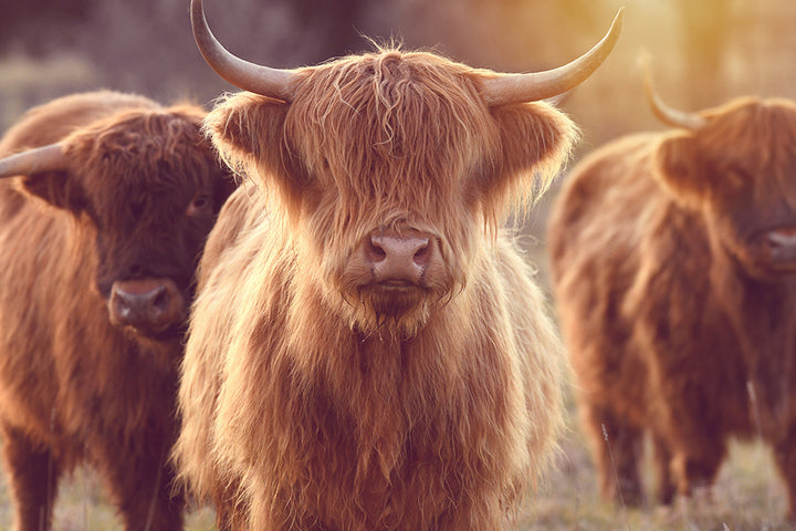 ANGEL THE HIGHLAND COW II