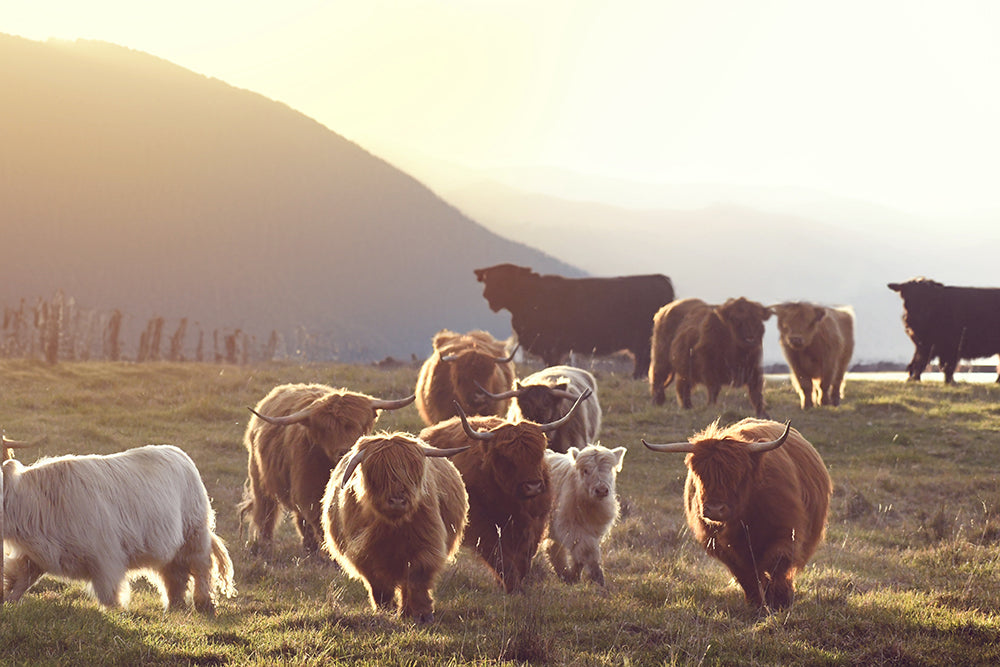 THE HIGHLAND RACE