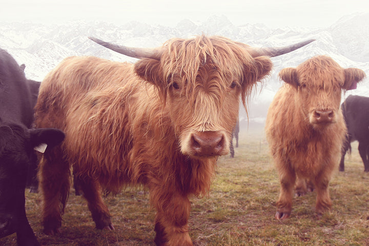 THE HIGHLAND CREW