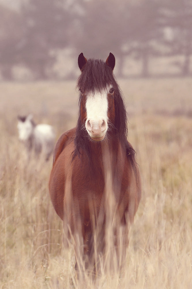 SET OF 3 - MISTY MORNING HORSES