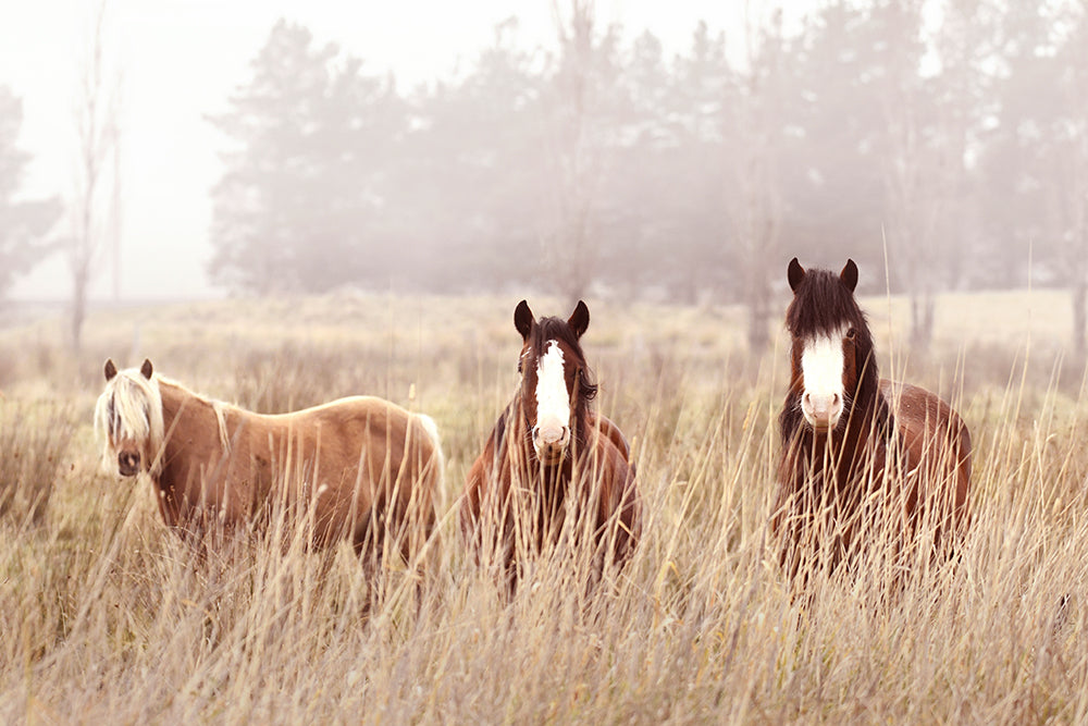 WINTER HORSES