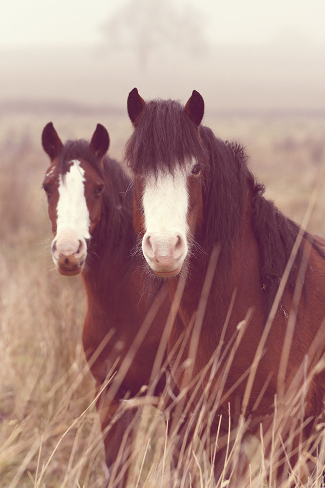 SET OF 3 - MISTY MORNING HORSES