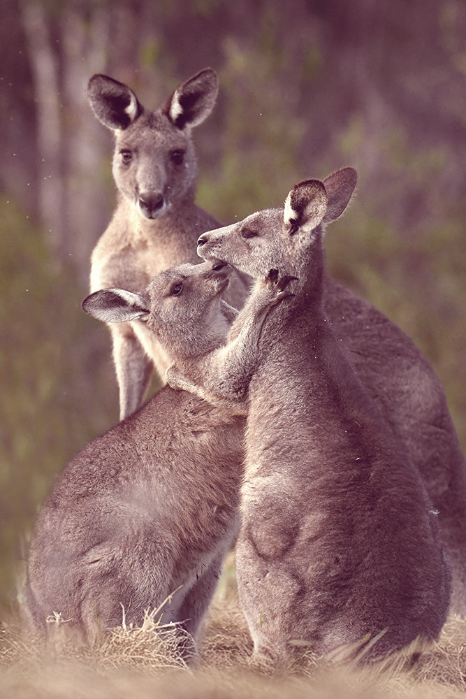 SKIPPY'S GANG