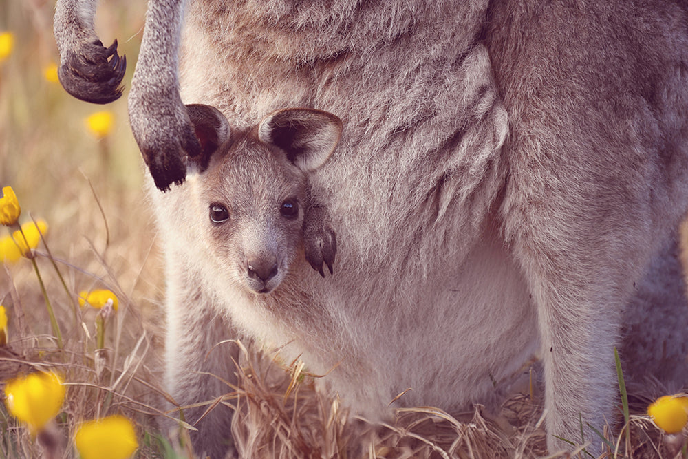 PEEKABOO ROO