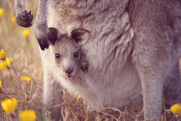 PEEKABOO ROO