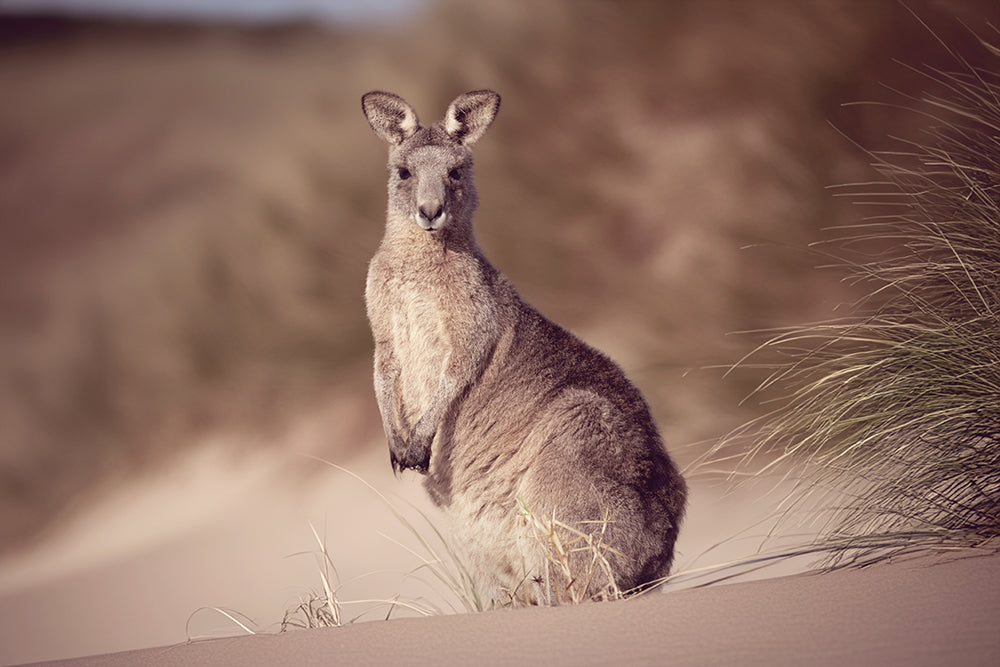 SUNRISE BEACH ROO