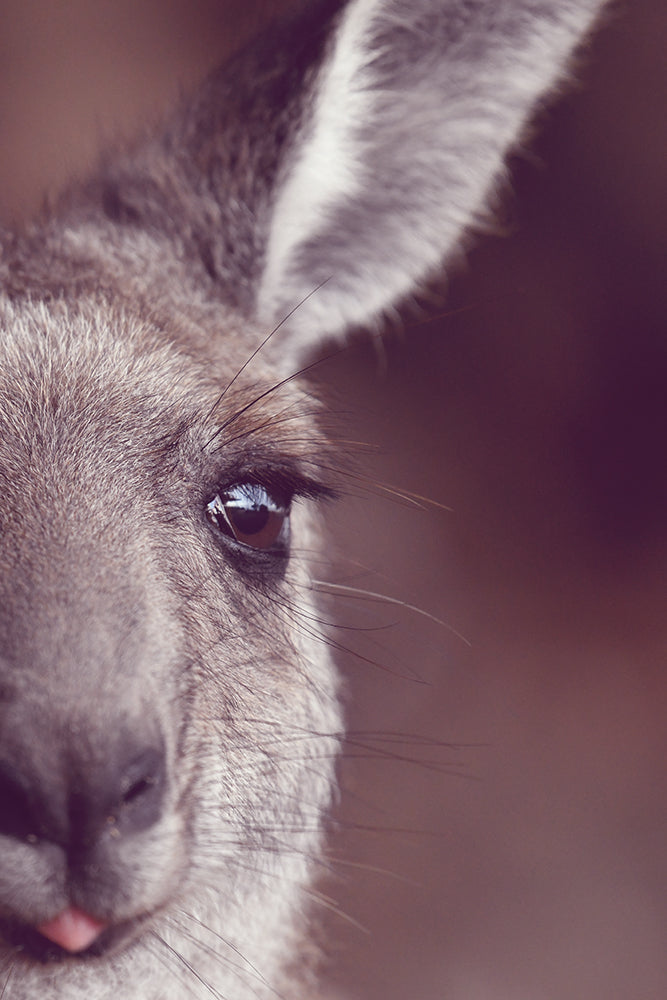 CHEAKY ROO