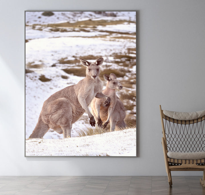 SNOWY MOUNTAINS ROOS