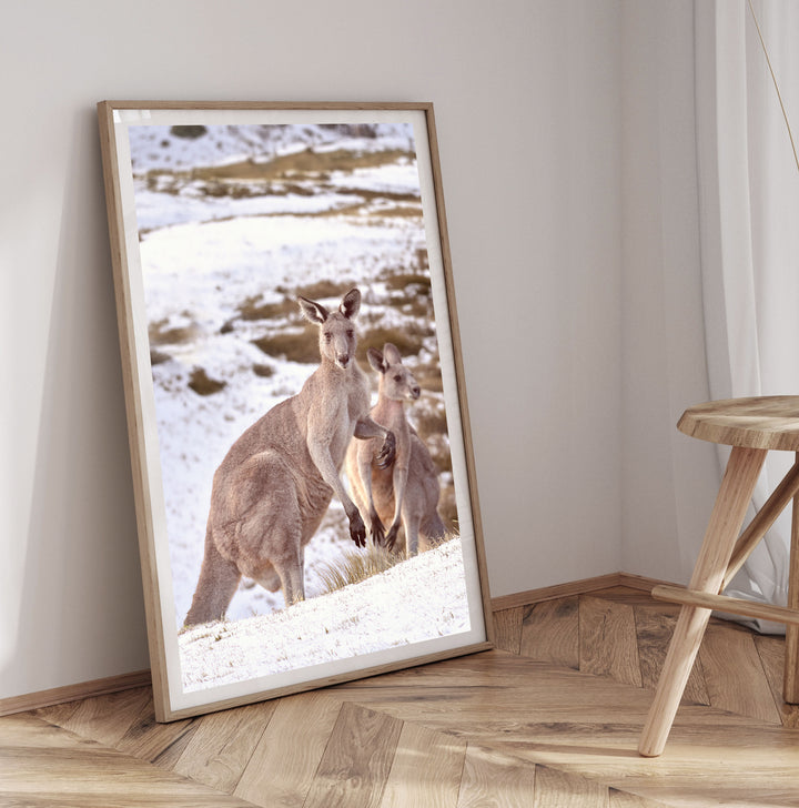 SNOWY MOUNTAINS ROOS