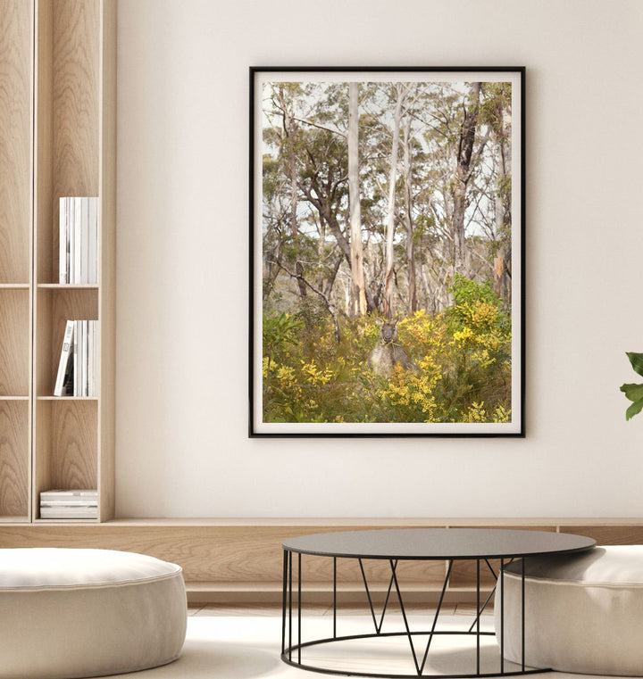 KANGAROO WATTLE