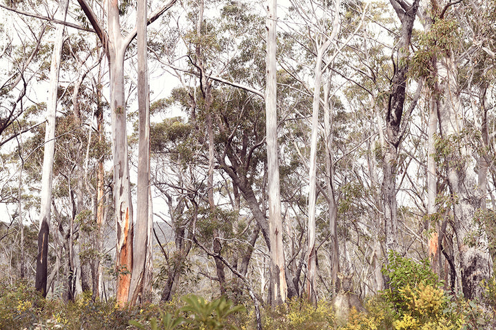 HIDE AND SEEK KANGAROO