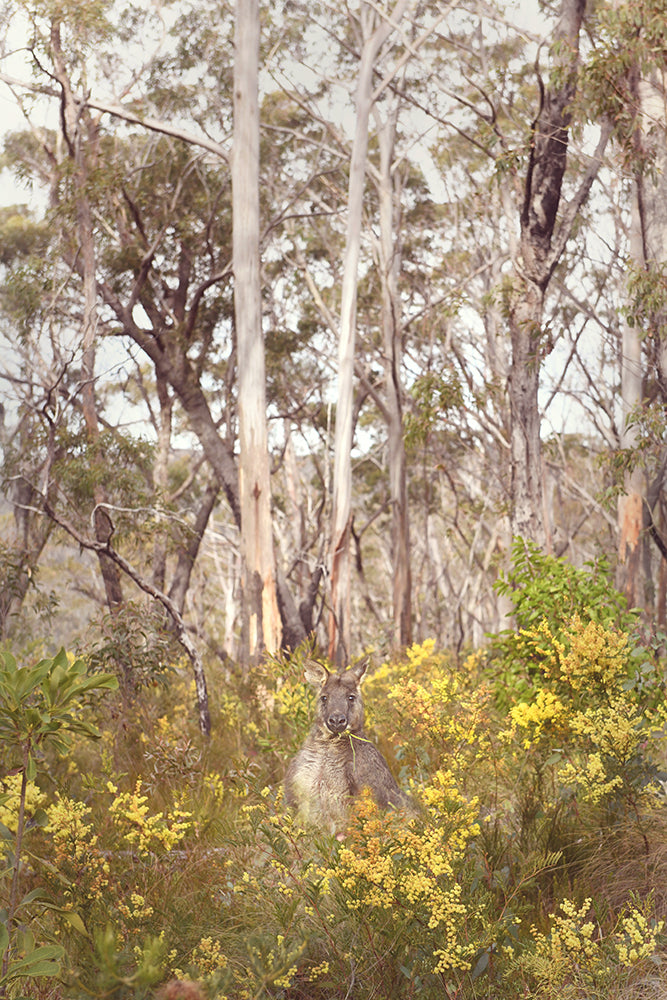 SET OF 2 - SKIPPY IN THE WATTLE