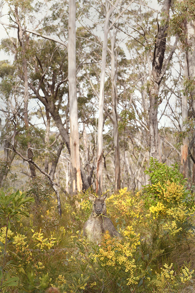KANGAROO WATTLE