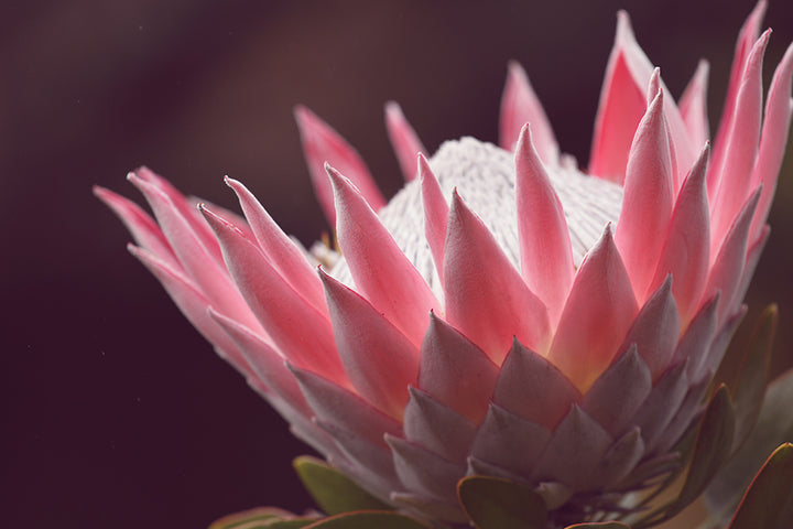 SET OF 2 – MOODY PROTEA