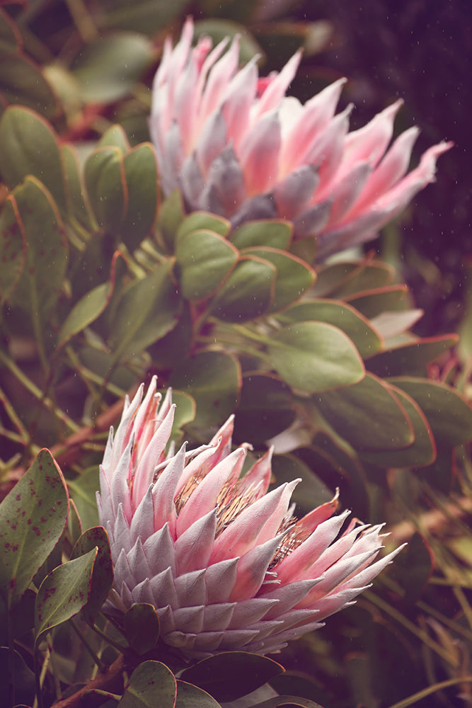 KING PROTEA